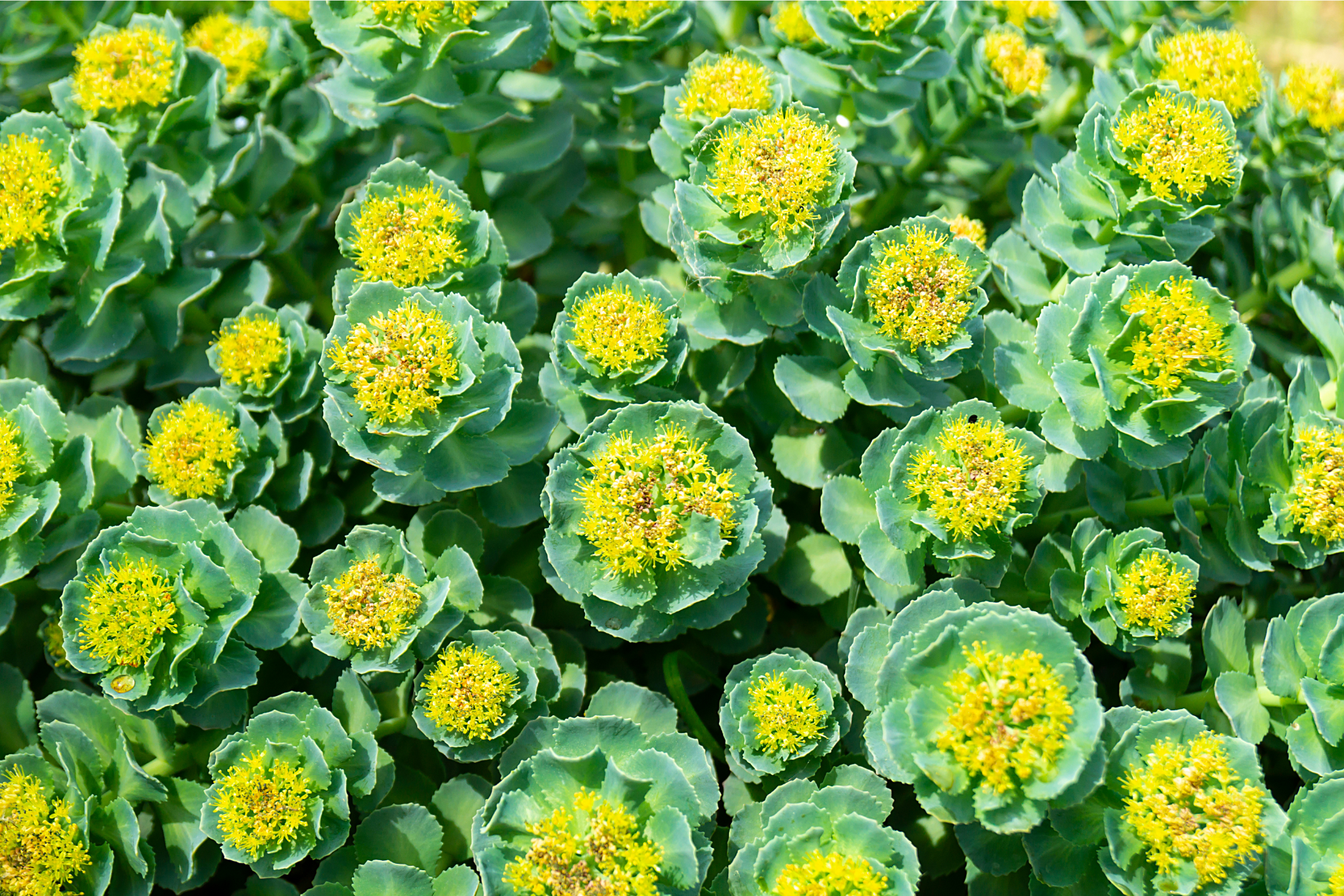 Rhodiola rosea plant growing naturally in a mountainous environment