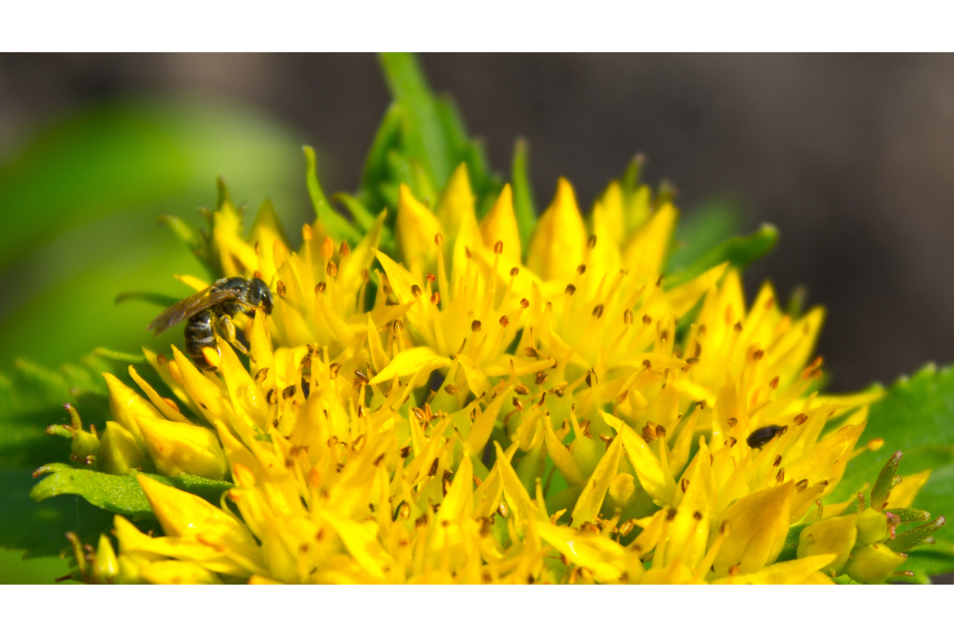 rhodiola rosea adaptogenic herb traditionally used for energy and stress support