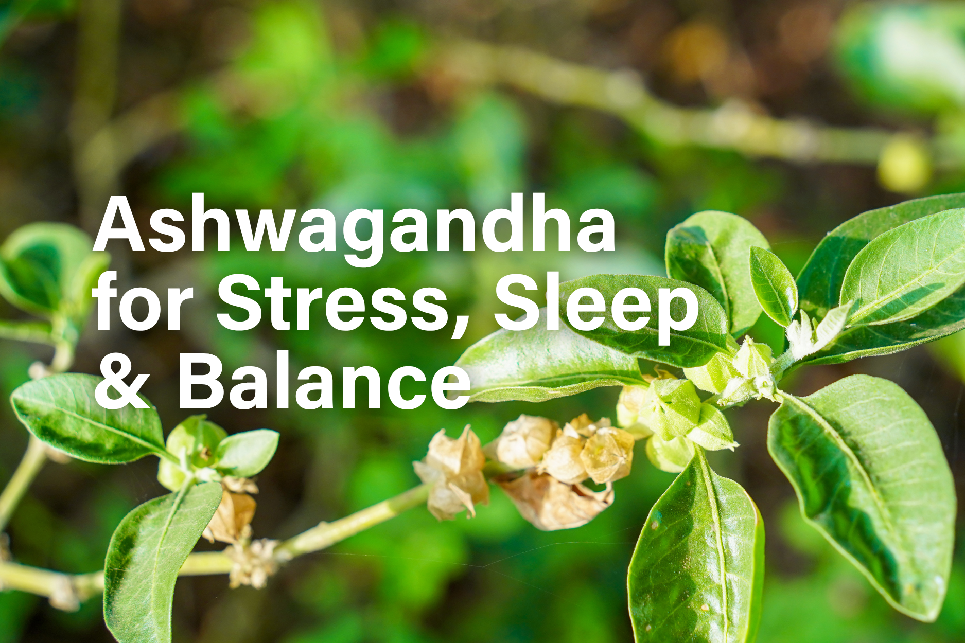 Ashwagandha plant used for stress relief, better sleep, and hormonal balance