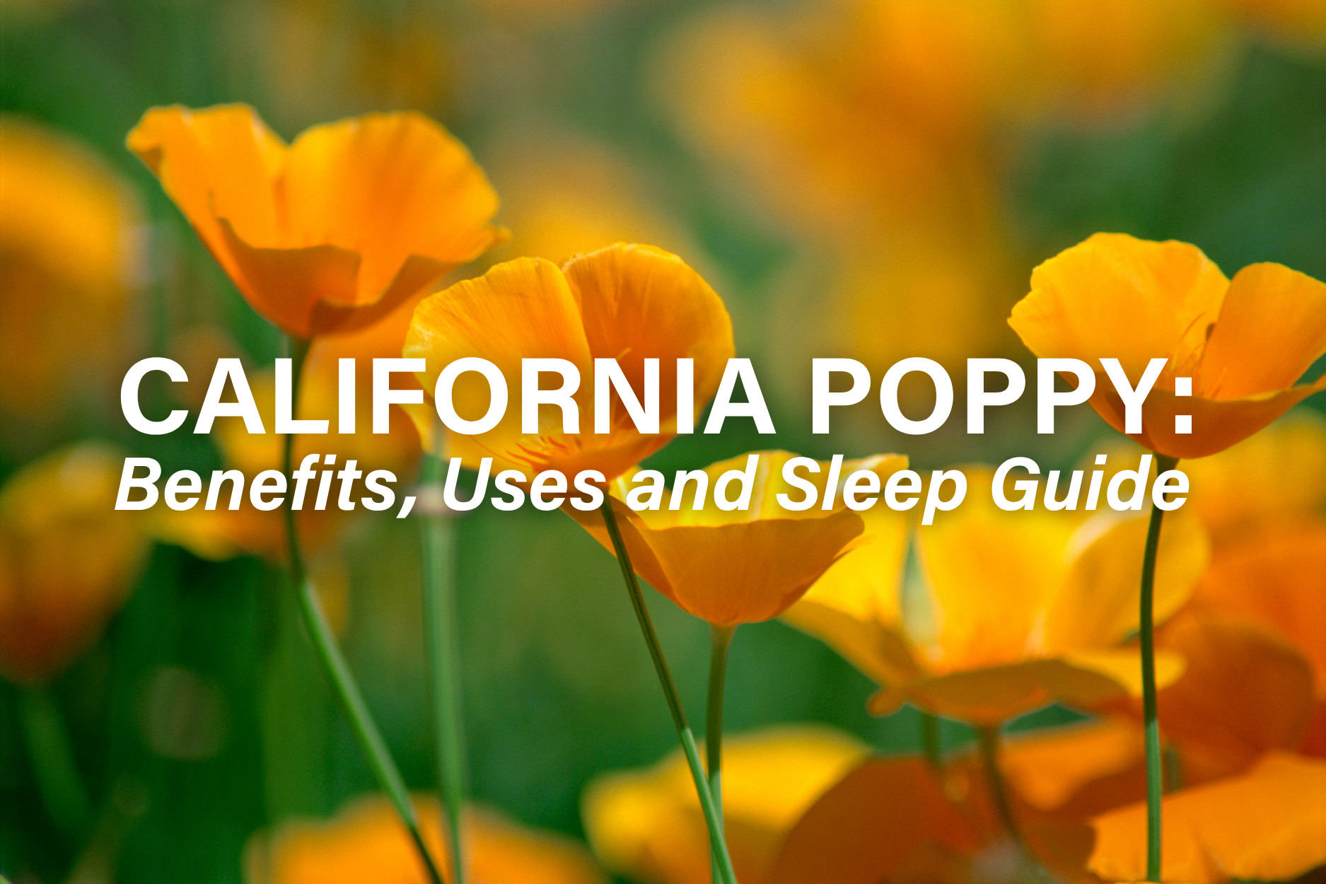 Bright orange California poppy flowers with the title "California Poppy: Benefits, Uses and Sleep Guide" overlaid on the image. 