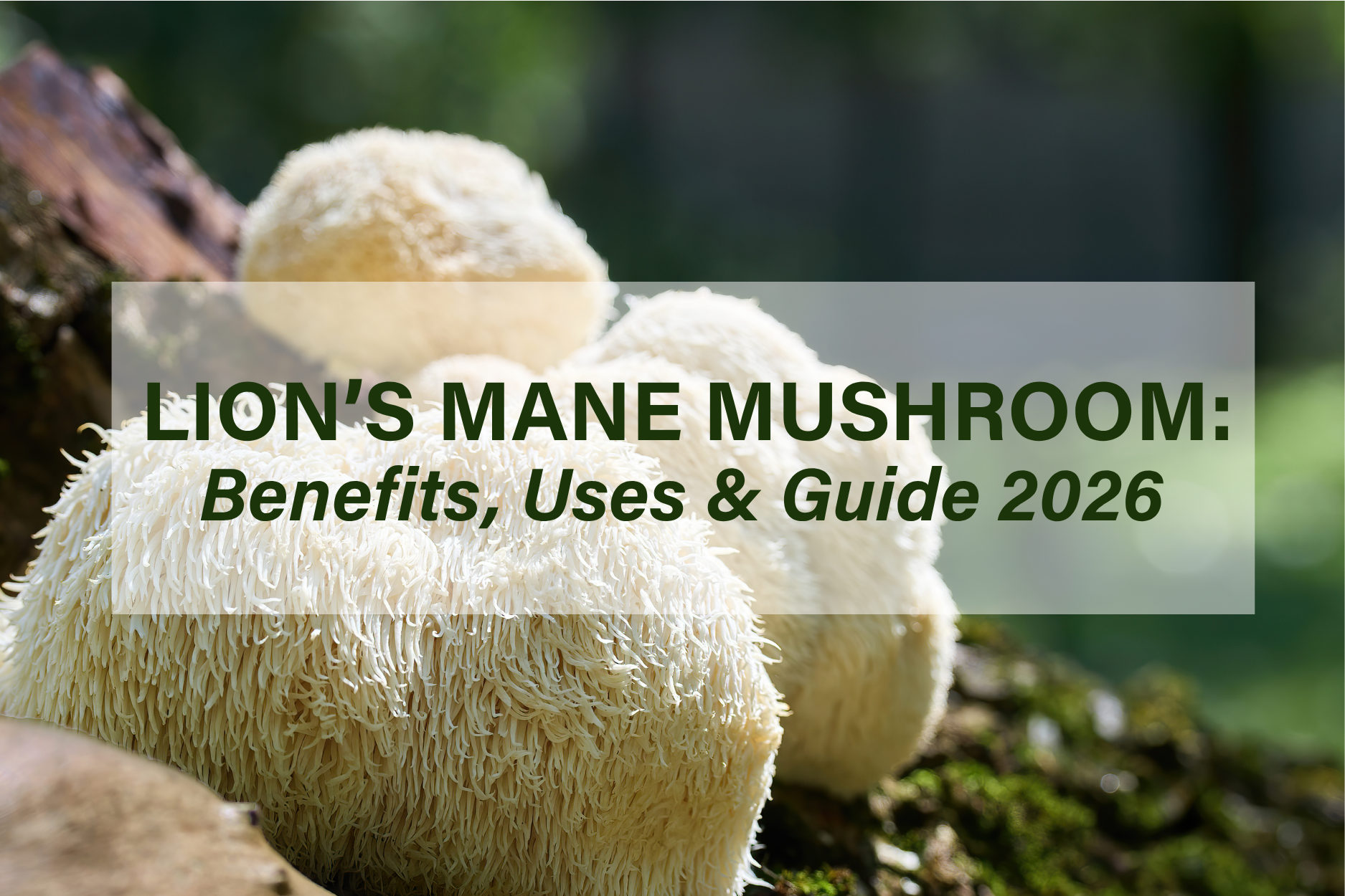 Lion’s mane mushroom growing on a tree with text overlay “Benefits, Uses & Guide 2026”