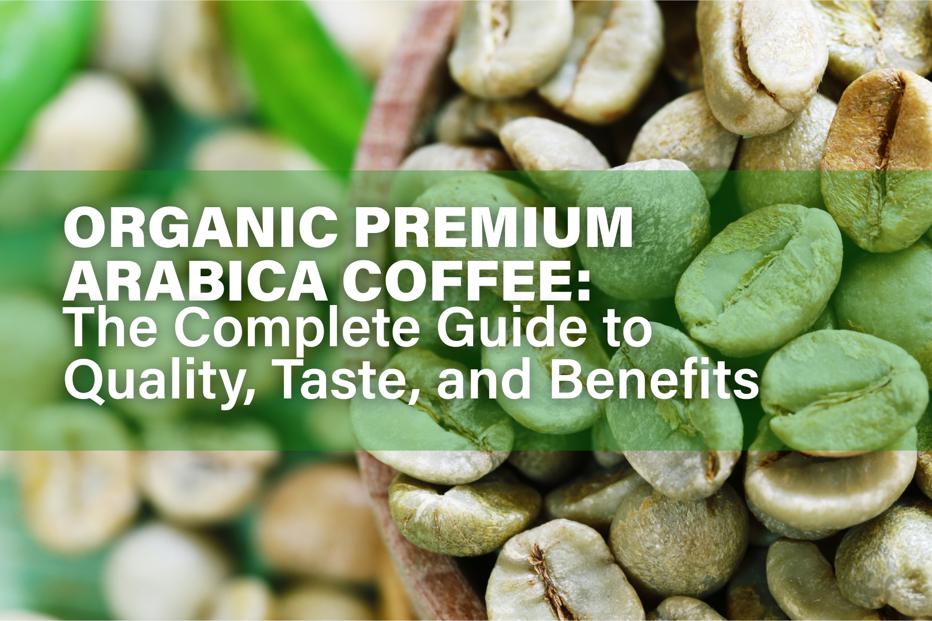 Organic premium Arabica coffee beans showcasing quality sourcing, flavour, and specialty coffee characteristics