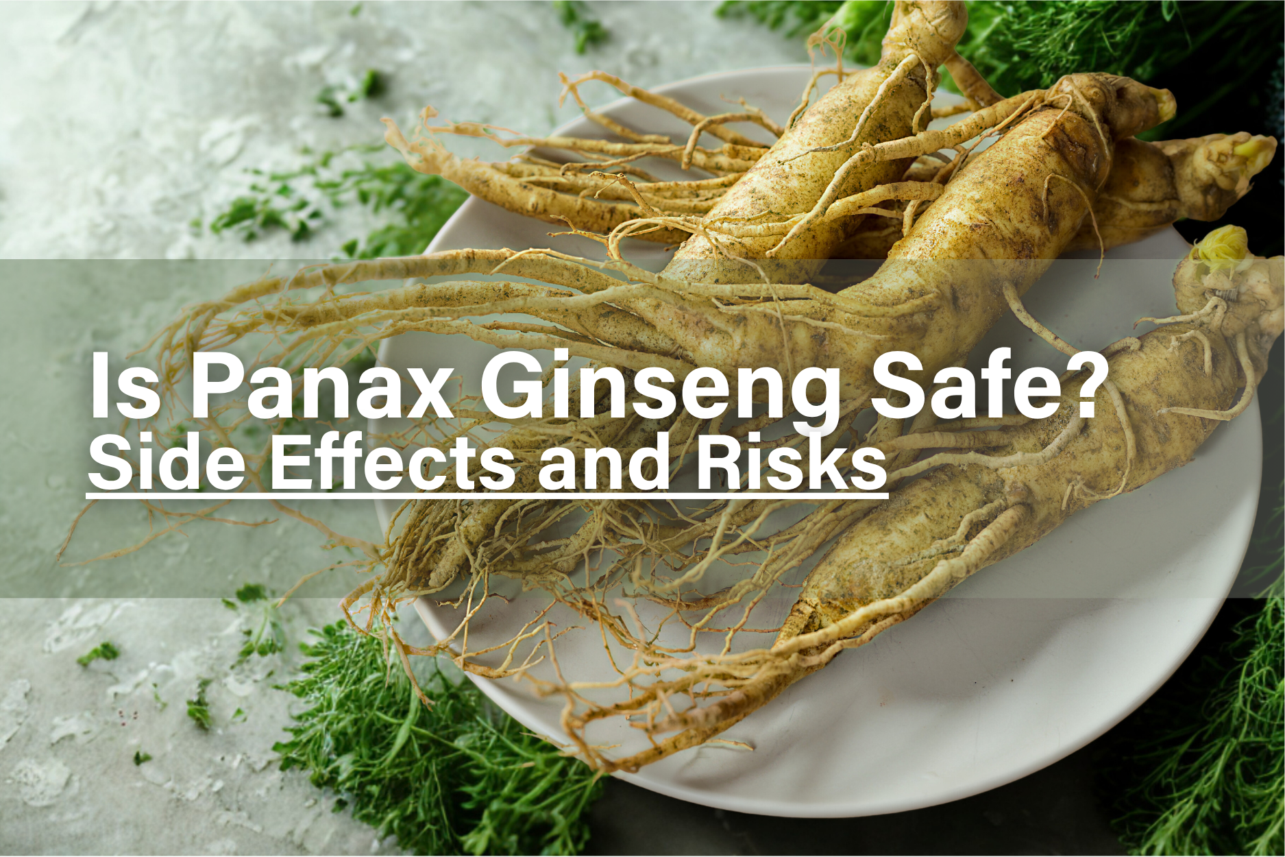 Panax ginseng roots on a plate representing safety, side effects, and potential risks