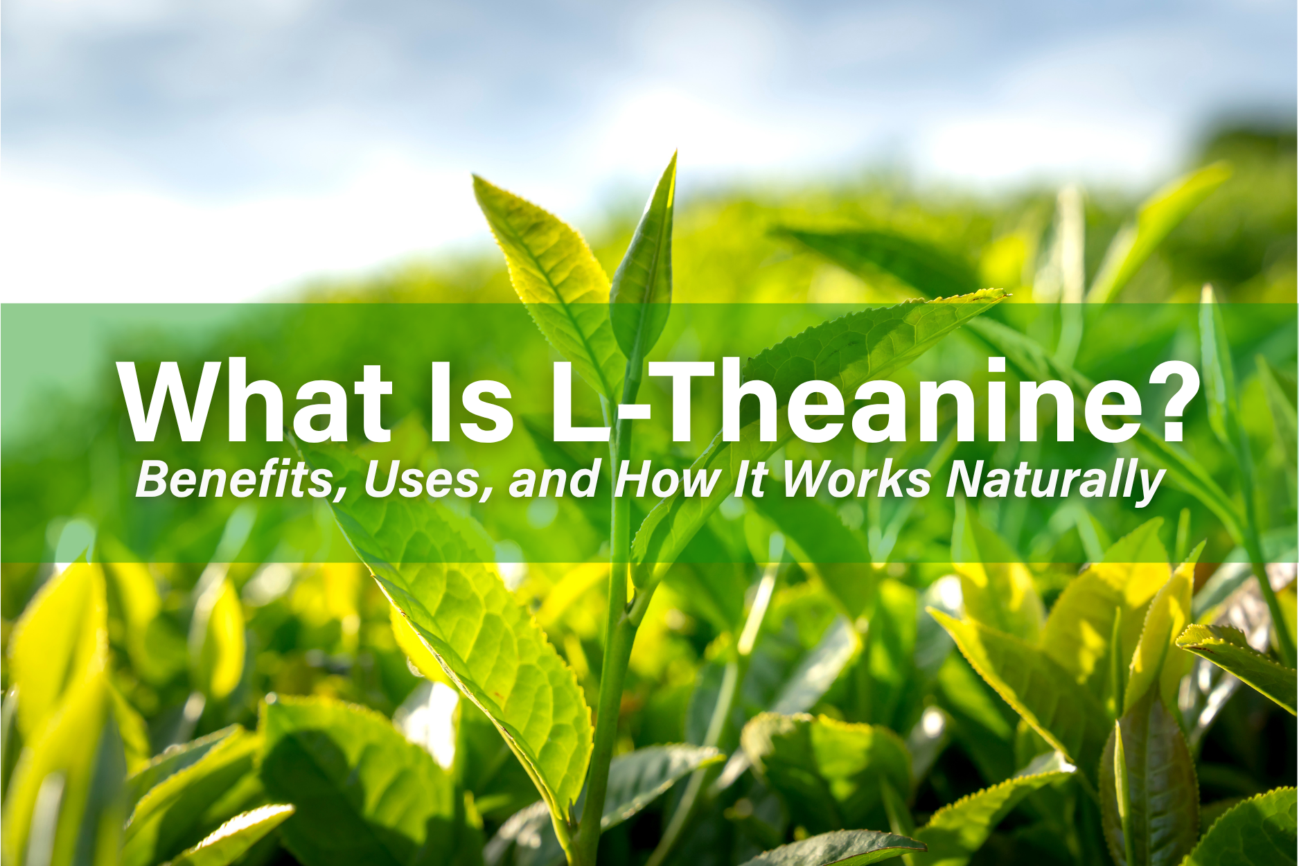 Green tea leaves representing L-theanine benefits and natural wellness support 
